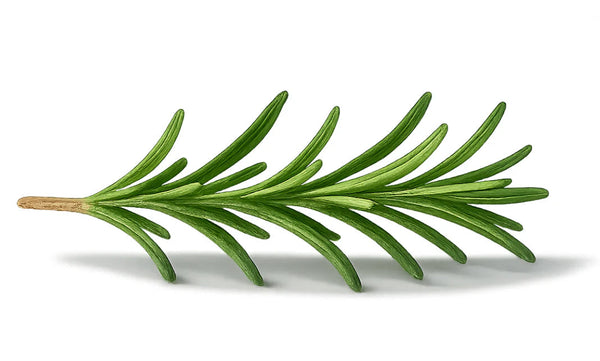 Estratto di Rosmarino